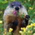 groundhogs