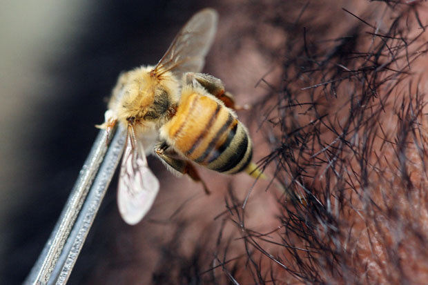 Is Bee Toxin the Next Miracle Cure?
