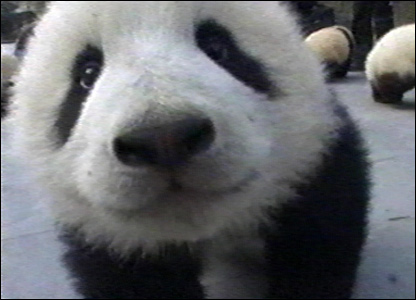 Endangered Species: The Giant Panda