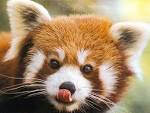 Endangered Species of the Week: Red Panda