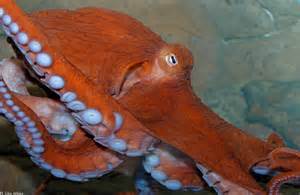 Oklahoma Octopus