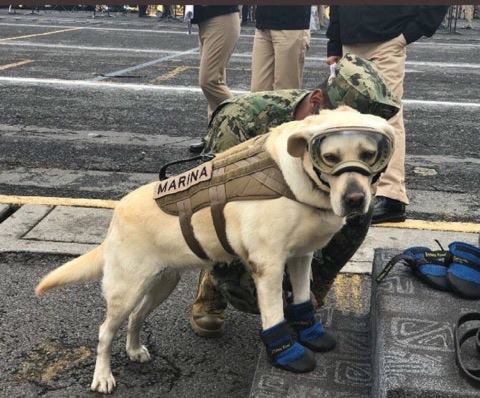 Frida the dog rescuer who has found more than 52 people under the debris of the buildings