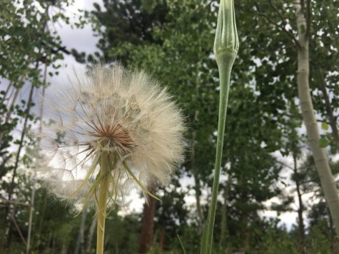 I took this photo because I thought it stood out from all the other dandelions One is completely bloomed and the other is not. I thought it was very unique because the dandelion in bloom has such a large blossom. 

