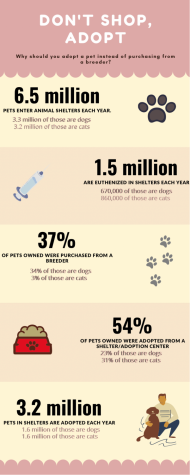 Adopt, don’t shop: Why you should consider adoption for your next pet ...