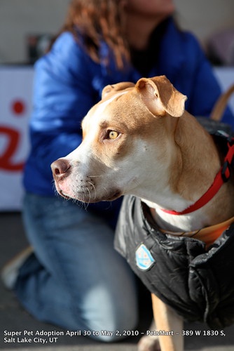 Scores of lovable Pit Bulls at Salt Lake City Super Pet Adoption 2010